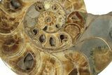 Honey-Orange Ammonite (Argonauticeras) - Befandriana, Madagascar #227471-2